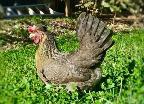 8+ Cream Legbar Hatching Eggs Greenfire and Rees Lines Excellent fertility