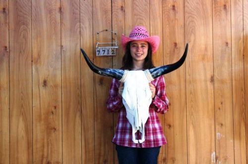 STEER SKULL LONG HORNS 2&#039; 4&#034; COW BULL SKULLS HORN H7712