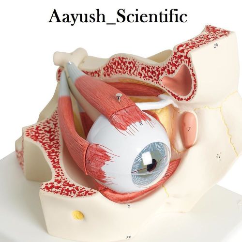 Anatomical Model Of Human Eye With Orbit BDN02