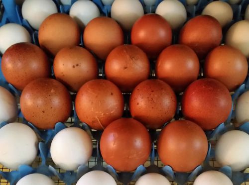18+ 100% Import French Black Copper Marans eggs! NPIP AI Clean Flock!