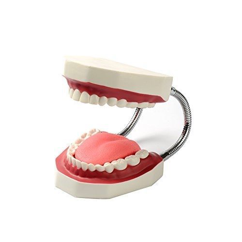 Easyinsmile - tools Easyinsmile Large Teeth Model - Dentist Teaching Oral