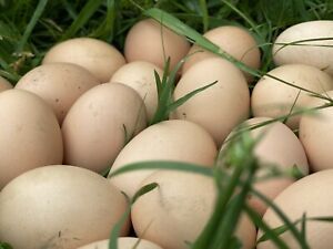 12  Rhode Island Red ***Pure Breed*** Hatching Eggs Fresh &amp; Fertile!!!