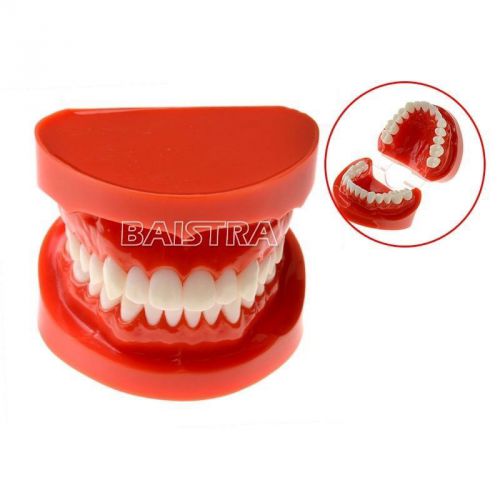 New 1 PC Dental Teeth Model Adult Standard Typodont Demonstration Model 7004