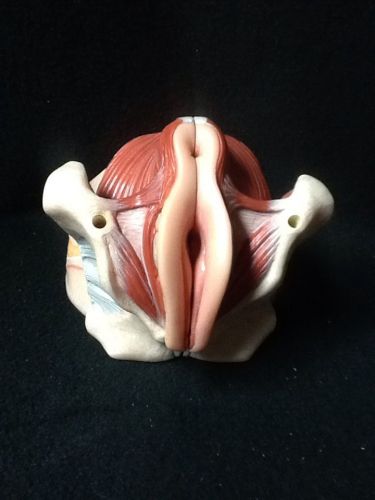 Somso ms8-1 female pelvis reproductive anatomical model, 4 part (ms 8-1) for sale
