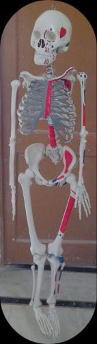 Anatomical Human Muscular Skeleton Model
