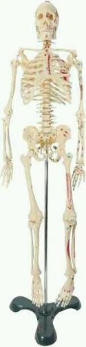 Human body skeleton anatomical anatomy quality medical model nursing school bone for sale