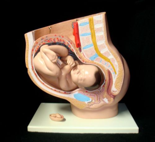3B Scientific - L20 Deluxe Pregnancy Pelvis, Baby, Fetus Model - 3 part (L 20)