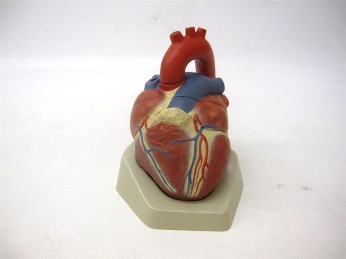 Anatomical heart model missing 3 pieces for sale