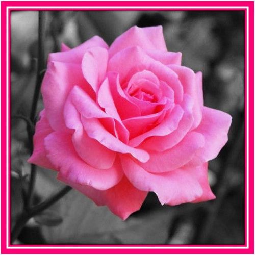 30 custom classic pink rose personalized address labels for sale