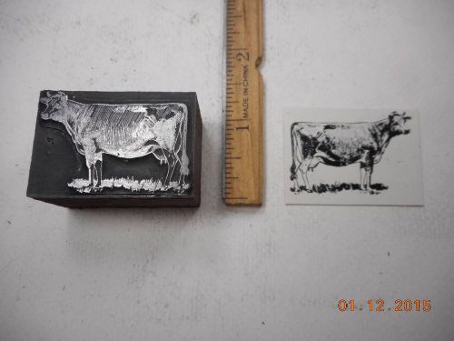 Letterpress Printing Printers Block, Farm Dairy Cow w Horns