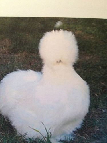 6 Show Quality Bearded Silkie Chicken Hatching Eggs- Asstorted Colors
