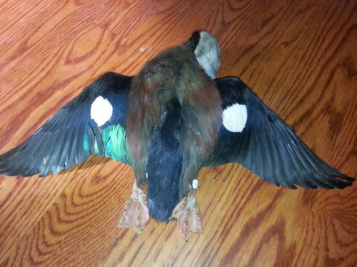 Ring Teal Drake mountable skin  for taxidermy