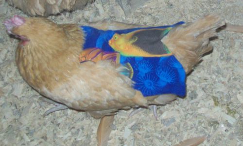 3 super wide &amp; long chicken saddle apron hen chicken hatching eggs hen protect for sale
