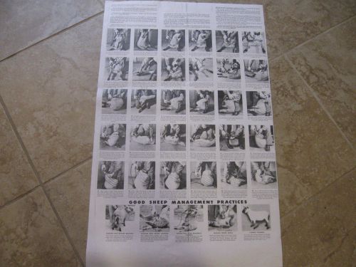 Copy Of Very Large Sheep Shearing Chart, Showing How To Hold And Shear Sheep