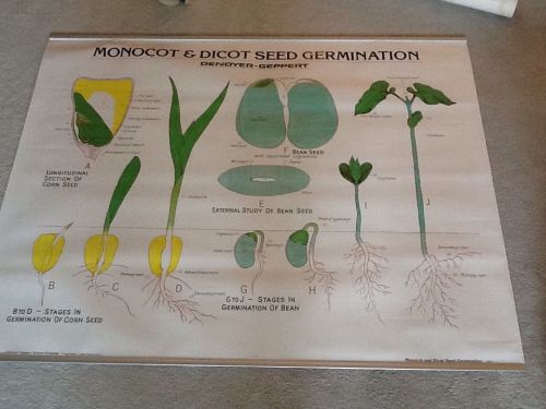 Monocot &amp; Dicot Seed Germination Chart/Poster