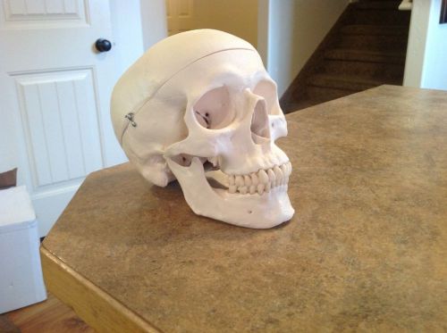 Human Skull Adult Anatomical Medical Model (3 parts)