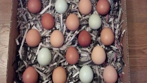 18 Count Chicken Hatching Egg Mix from Orrville Hatchery
