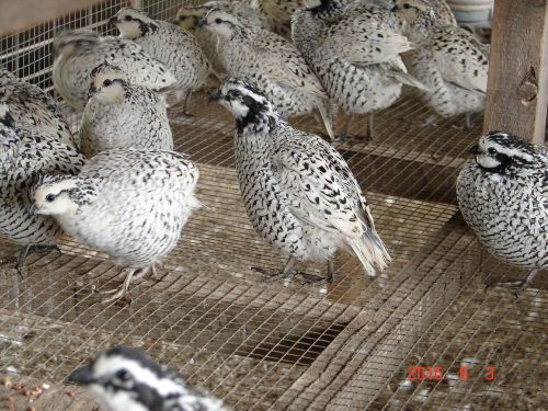 30+ Bobwhite Quail Eggs..10+ Each of Butler, Mexican Speckled and Snowflake