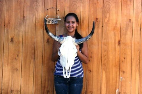 Steer skull long horns 1&#039; 9&#034; cow bull skulls horn h7594 for sale