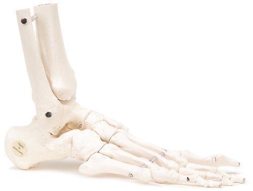 3b scientific a31/1r human right loose foot and ankle skeleton for sale