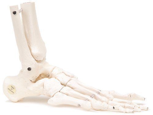 3B Scientific A31/1R Human Right Loose Foot and Ankle Skeleton