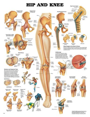 Hip and Knee * Orthopedic * Anatomy Poster * Anatomical Chart Company