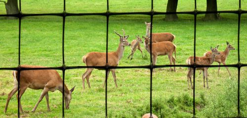8 x 660 HD Deer Fence - Garden Fencing - Tenax C-Flex (buy in bulk and save!)