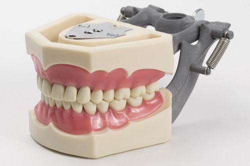 DENTAL TYPODONT MODEL 560 TEACHING MODEL WITH REMOVABLE IVORINE TEETH