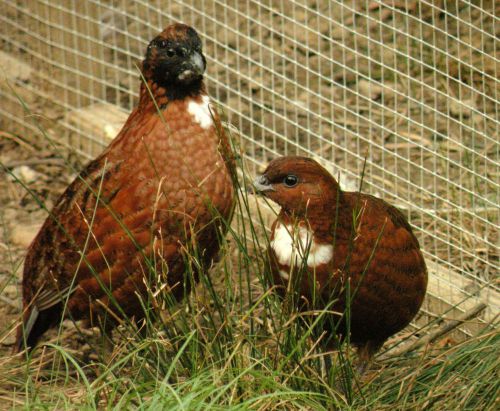 40+ Tennessee Red Quail Hatching Eggs READY TO SHIP!