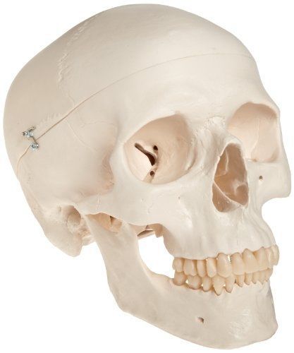 3B Scientific A20/9 Plastic Classic Human Skull Model with 8 Part Brain, 7.9&#034; x