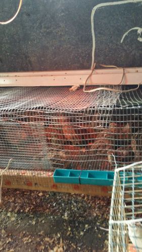 catournix quail hatching eggs anm and jumbo brow mix with a few orang dilute hen