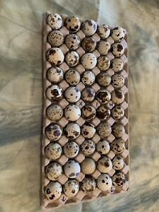 Mixed Coturnix quail hatching eggs 48+