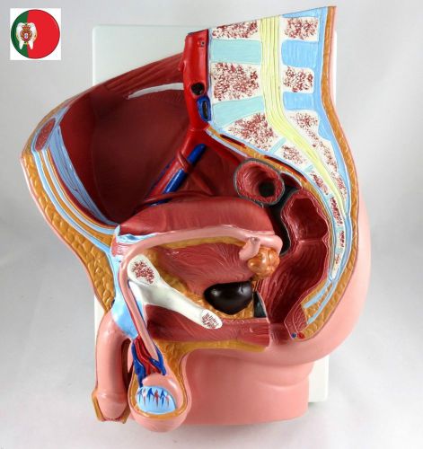 Medical Educational Model Human Male Pelvis Section 2 parts IT-060 ARTMED