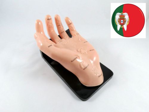 Professional Medical Educational Acupuncture Human Hand w/ Organs IT-101 ARTMED