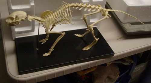 Veterinary Cat Skeleton