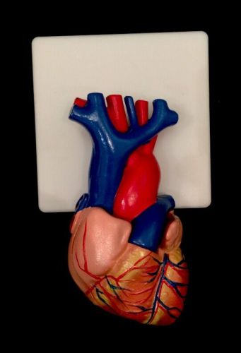 Life Size Human Heart Anatomical Model, 2 part (XC-307A)