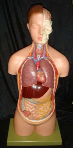 Somso AS15/E Torso of Young Man with Head Anatomical Model