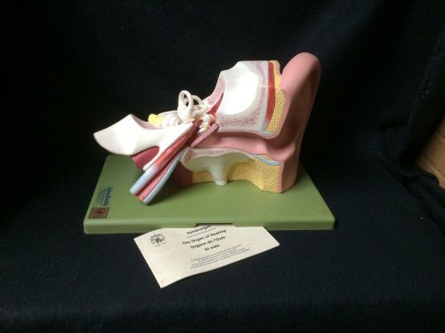 SOMSO DS3 Giant Ear Anatomical Teaching Model - 3 Parts (DS 3)