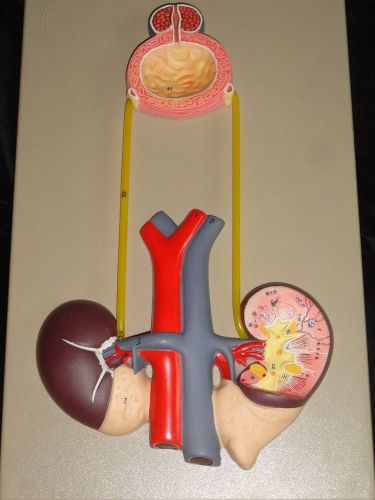 Urinary tract organ model - kidney and bladder model educational  lfa #x102 for sale