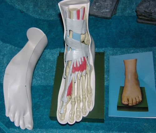 VINTAGE ANATOMICAL FOOT MODEL BENEMID MERK SHARP DOHME MEDICAL ANATOMY BONES