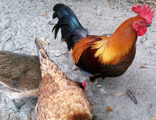 7 + Brown Red over Hatch Albany Cross Gamefowl Fertile Hatching Eggs