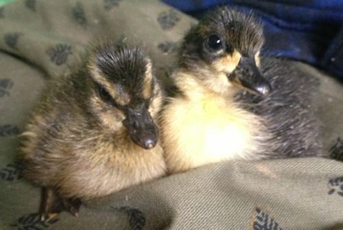 6 + EXTRA&#039;S Purebred Call Duck Hatching Eggs