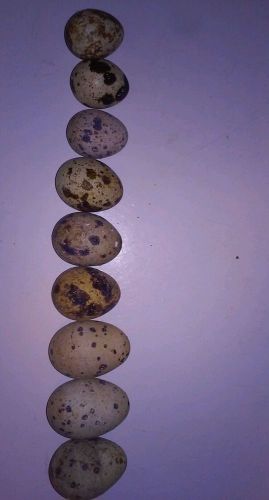 25+l &amp; x.l hatching quail eggs.please compare eggs in photo for sale
