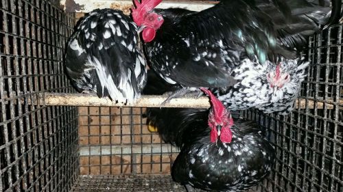 12 + Old English Bantam Chicken Hatching Eggs of buyers choice