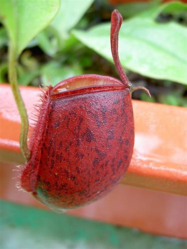 FRESH RARE NEPENTHES Ampullaria Red (15+ seeds) HOT ITEM,Carnivorous, WOW!