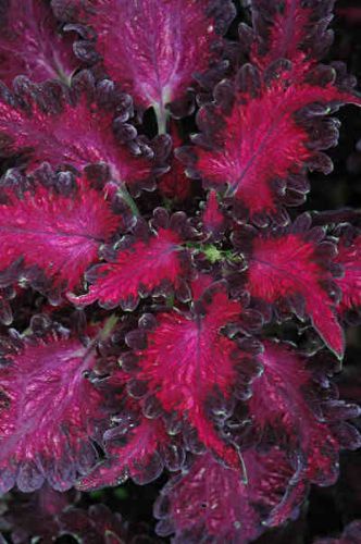 SALE,,,Fresh Coleus Black Dragon (20+ Seeds) House or Bedding Plant, WOW