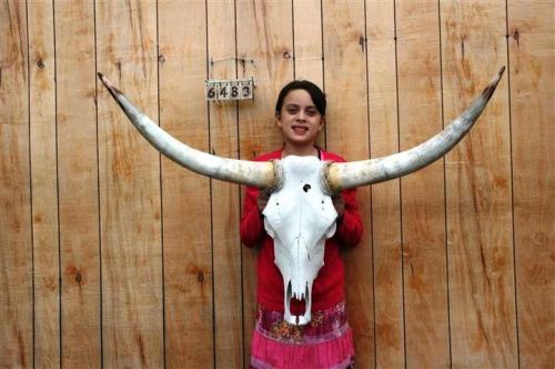 Steer skull long horns 3&#039; 8&#034; cow bull skulls horn h6483 for sale