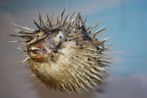 (1)pc,12&#034;,SEAFOOD RESTAURANT DECOR, PORCUPINE FISH, PRESERVED PORCUPINE FISH