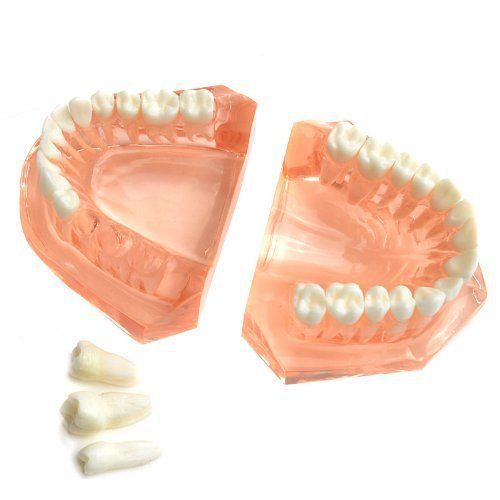 AZDENT Dental Study Teaching Teeth Model Adult Typodont Model Removable Tooth