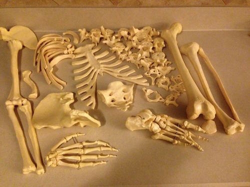 1/2 DISARTICULATED HUMAN SKELETON - ANATOMICAL MODEL - ((WITHOUT SKULL)